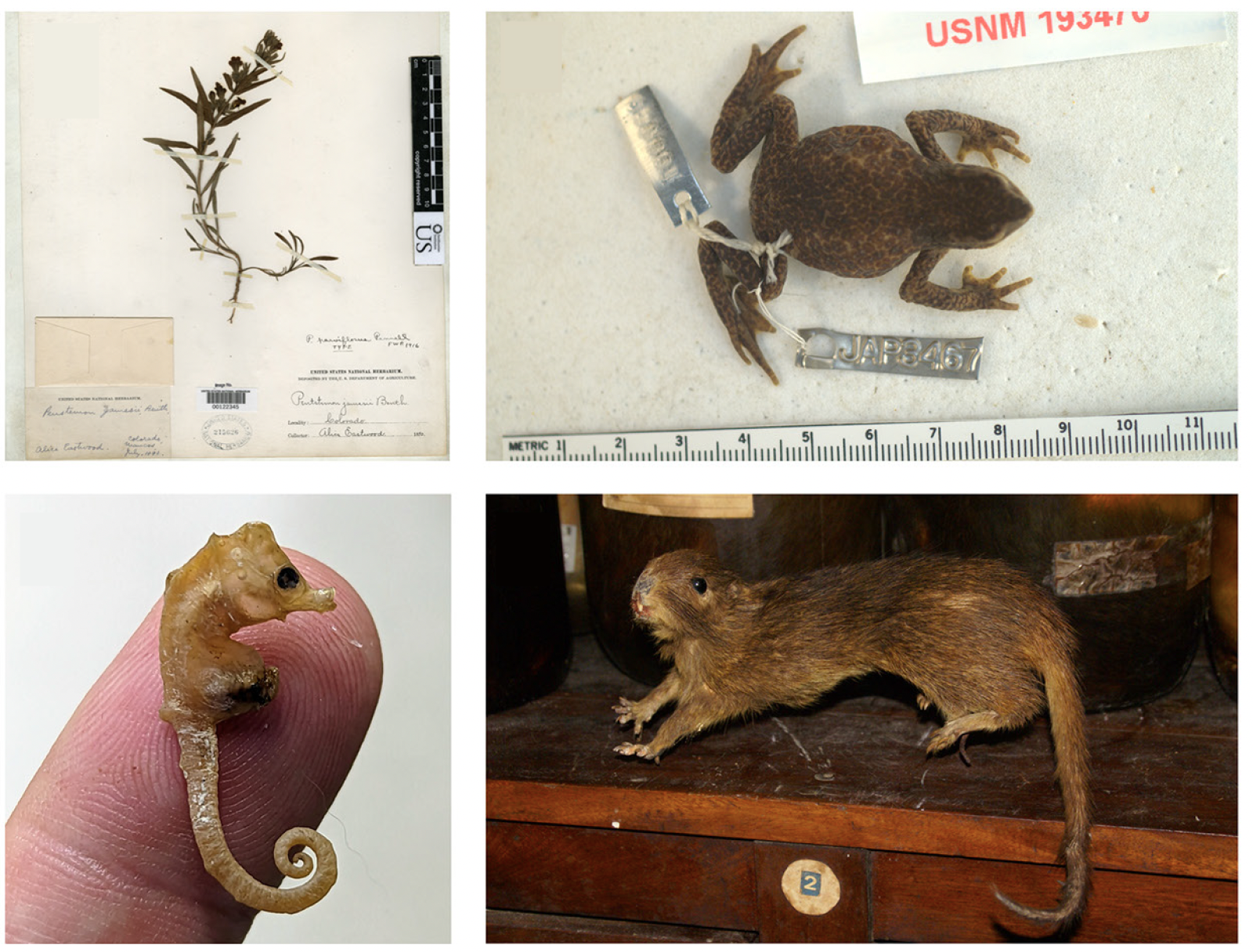Examples of lost species.