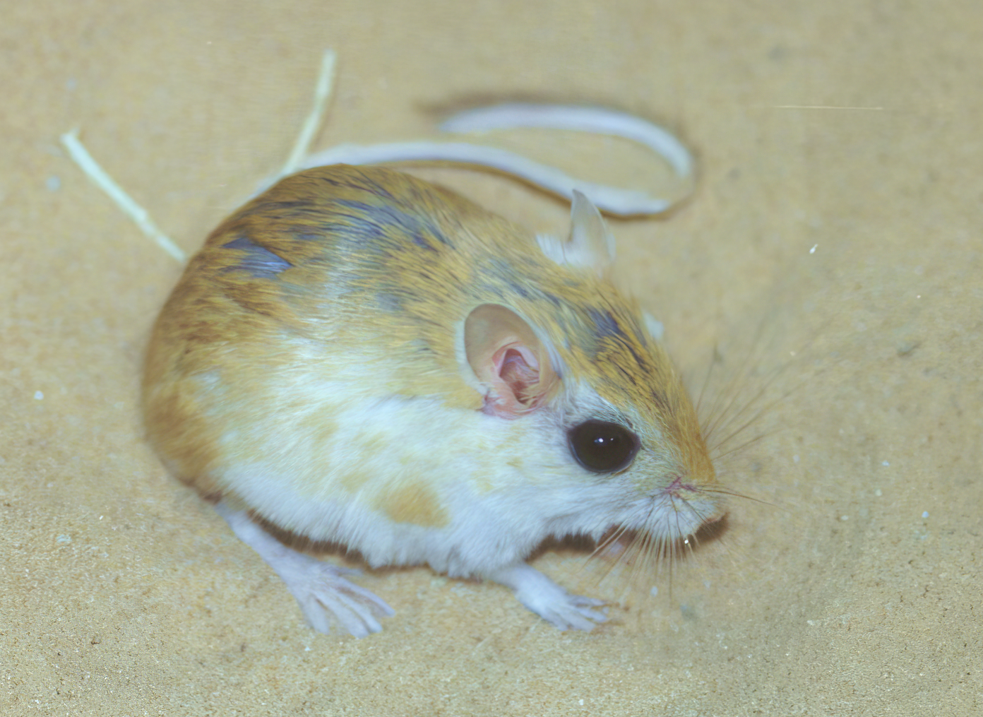 Anderson’s gerbil (Gerbillus andersoni)