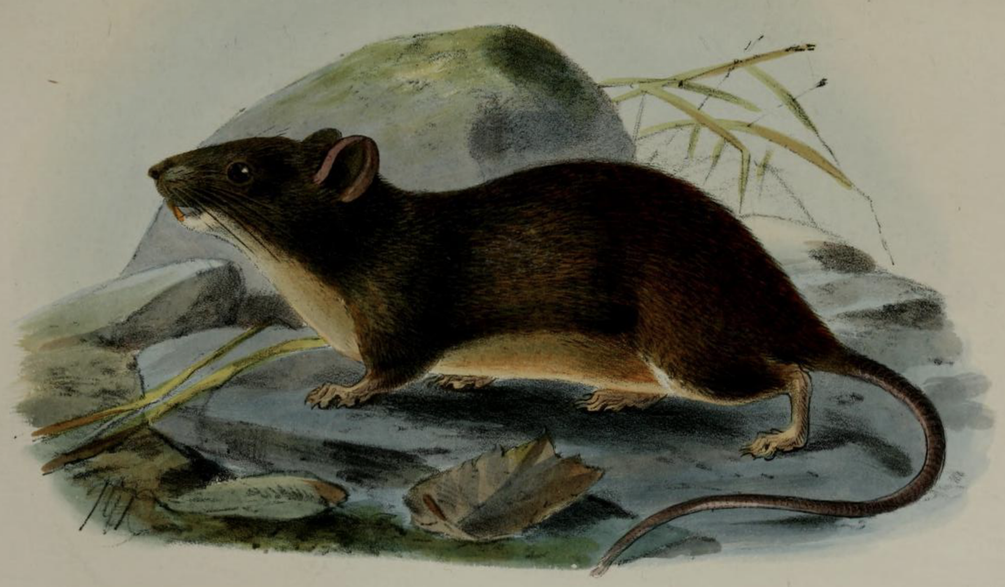 The Manipur bush rat Hadromys humei