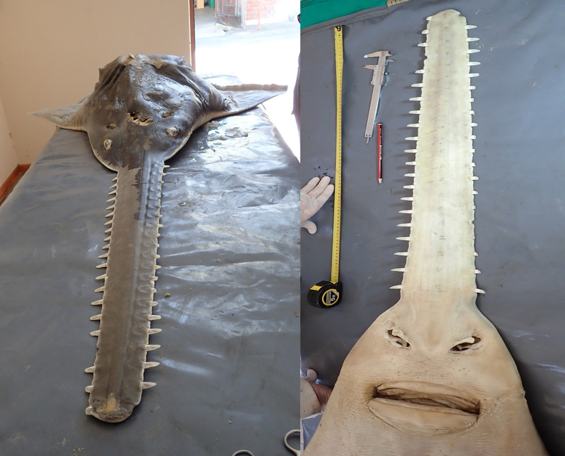 the largetooth sawfish Pristis pristis 