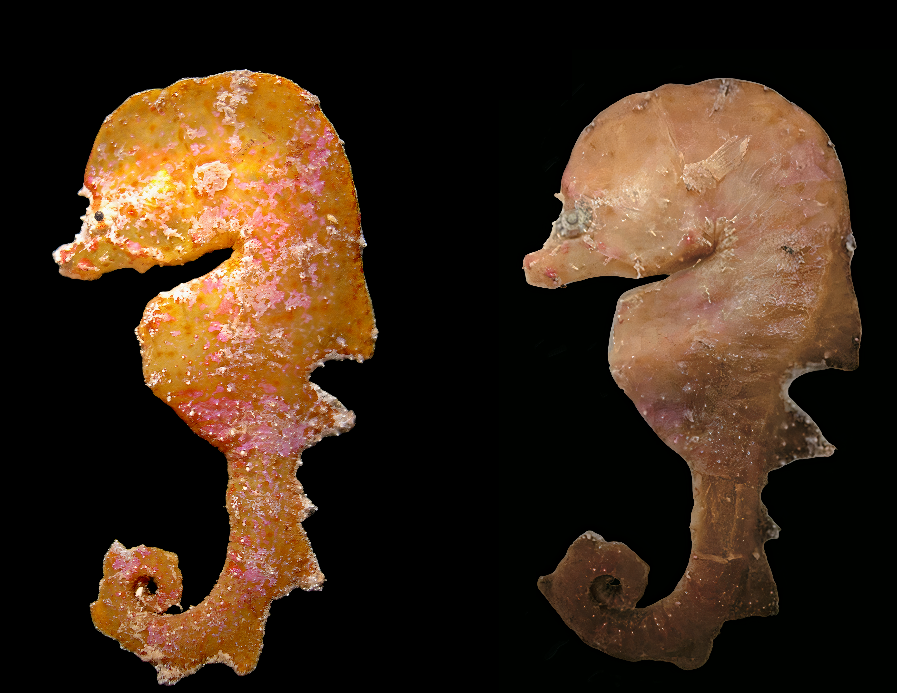 Australyichthys aegis