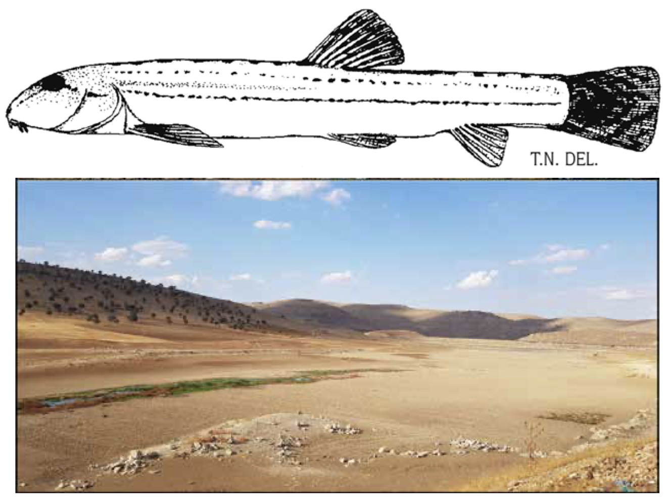 Top: Cobitis kellei; bottom: dry Kocakent reservoir