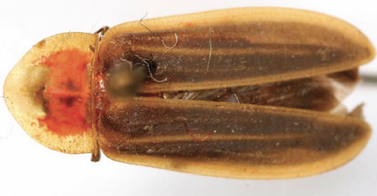 Pyractomena vexillaria