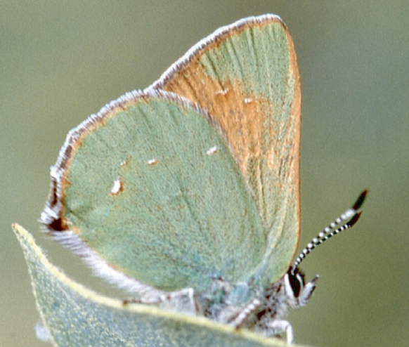 Sacramento mountains western green hairstreak