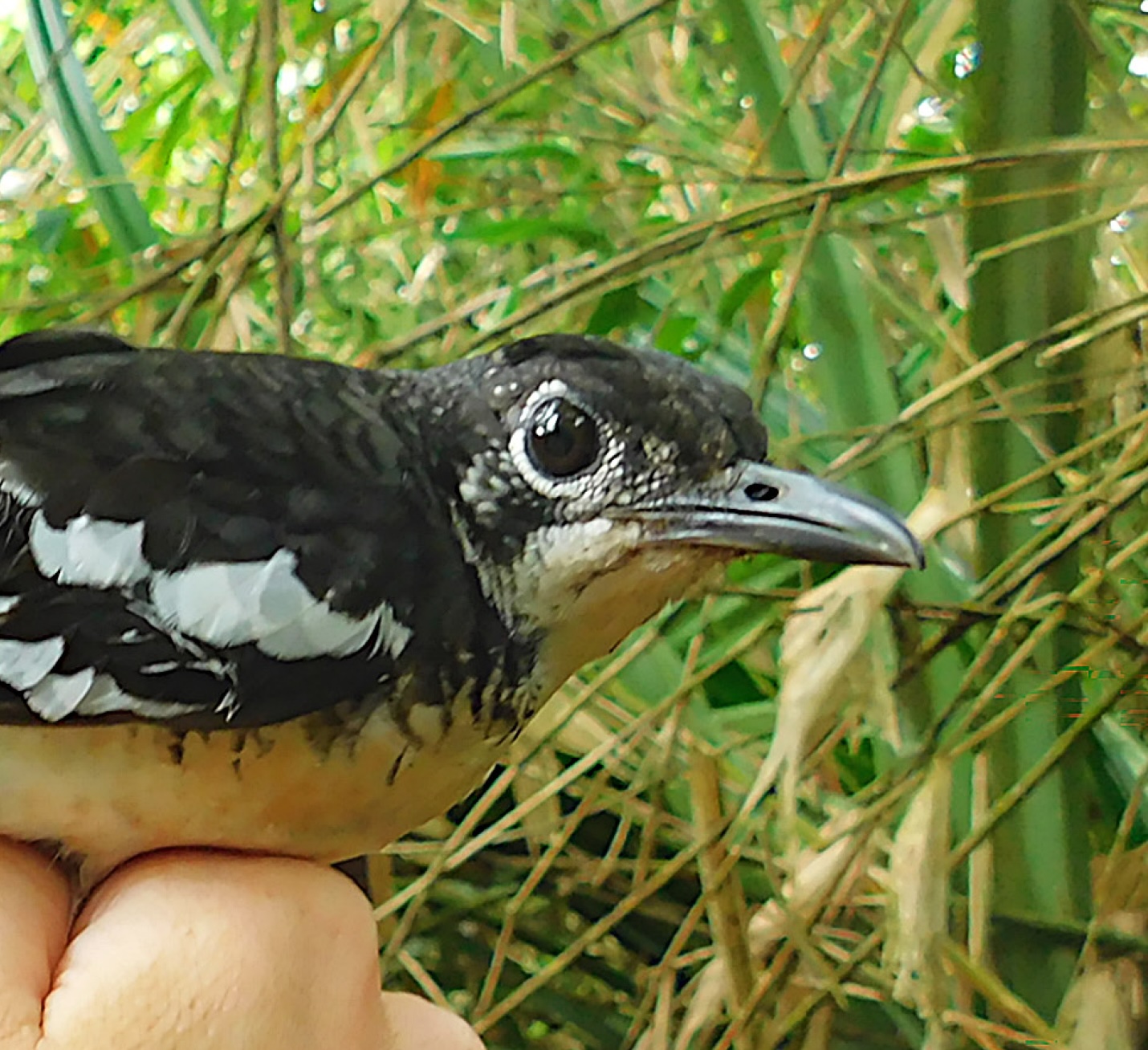 the New Britain Thrush (Zoothera talaseae)