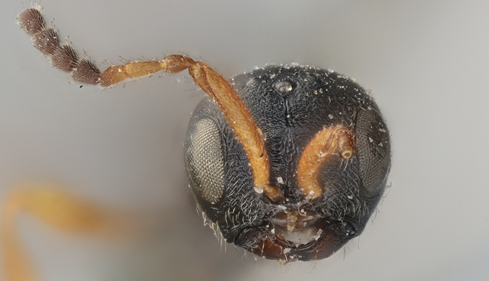 Isocybus grandis